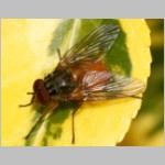 Phaonia rufiventris - Echte Fliege m04.jpg